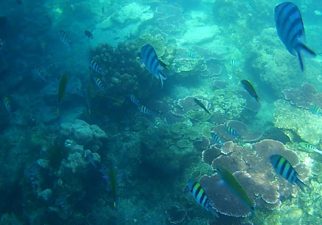 Juara Bay Resort Pulau Tioman Bagian luar foto